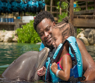 dolphins